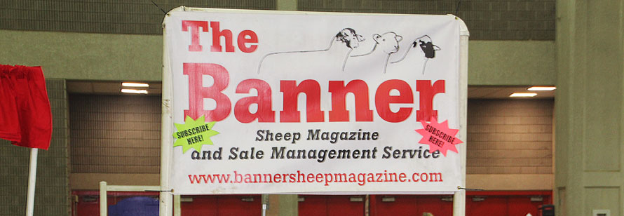 Call Banner Sale Management to get your sheep sold!